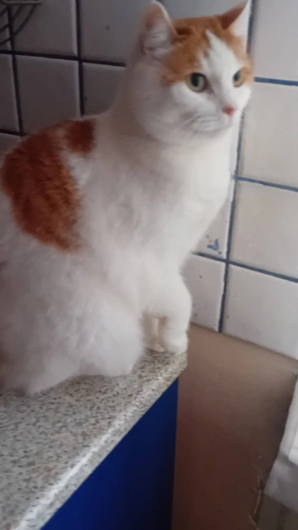 ai character: cat  background
