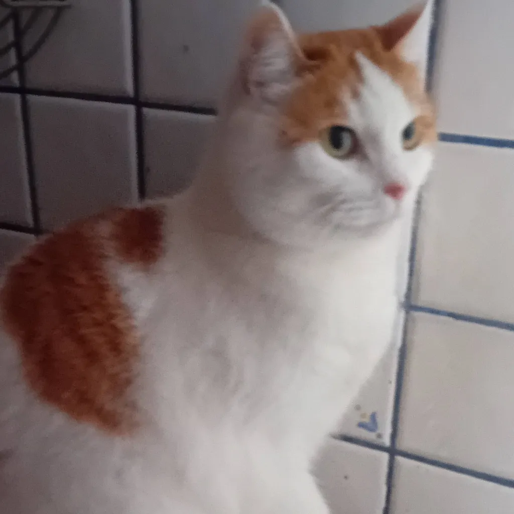 chat with ai character: cat 