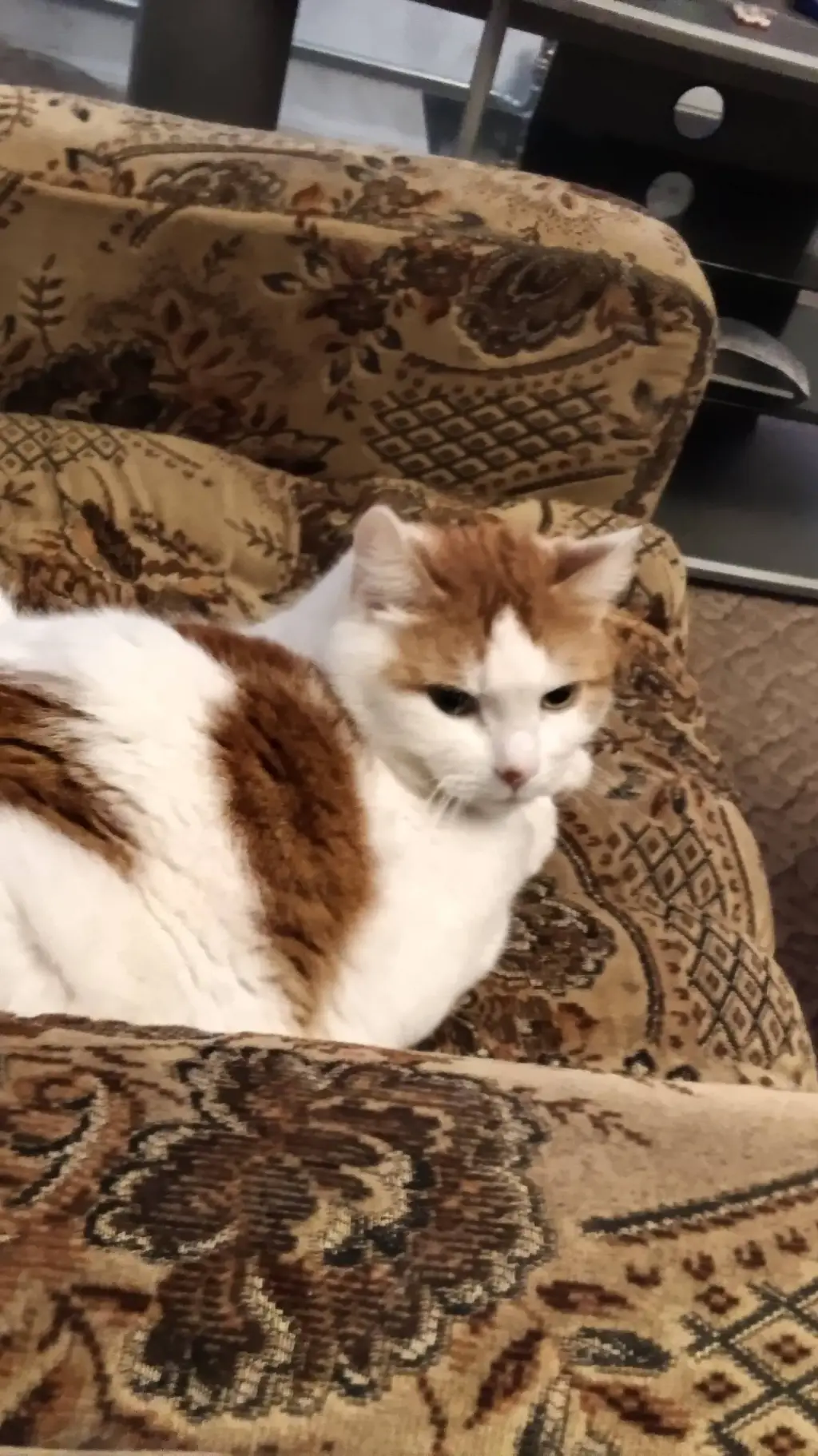 ai character: Good Cat background