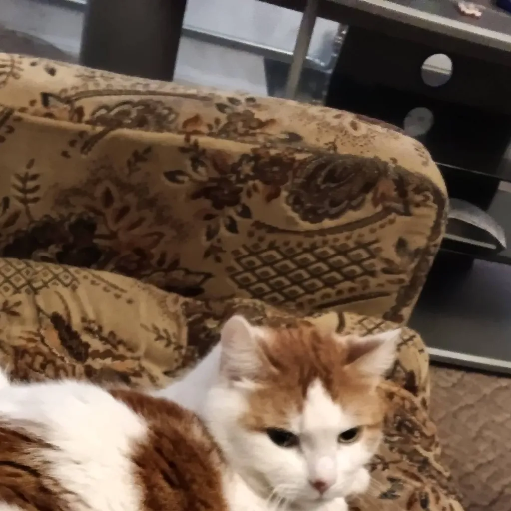 chat with ai character: Good Cat