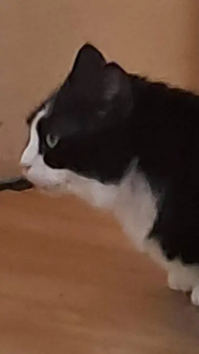 ai character: past Stardewvalley background