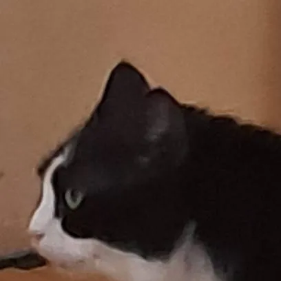 chat with ai character: past Stardewvalley