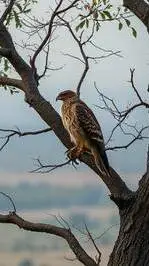 ai character: The change of WW2 background