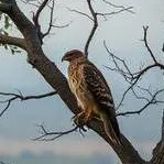 chat with ai character: The change of WW2