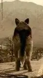 ai character: Y/N wolf background