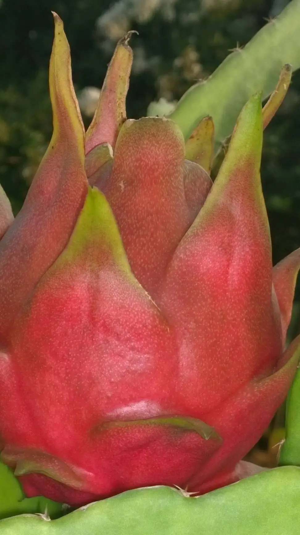 Talkie AI - Chat with My dead brother.