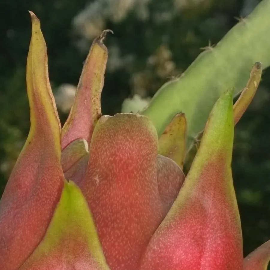 chat with ai character: My dead brother.