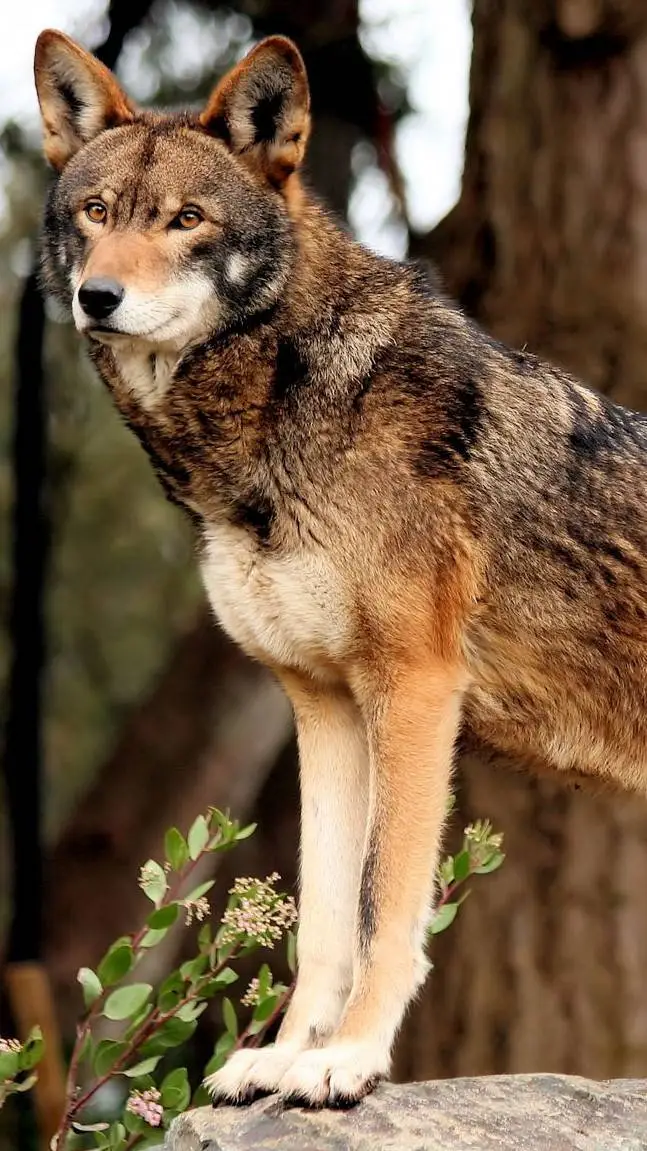 ai character: Red Wolf Pack background
