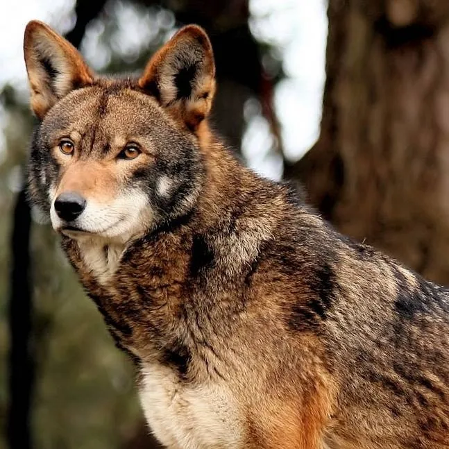 chat with ai character: Red Wolf Pack