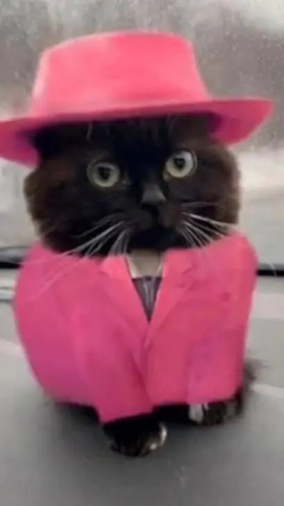 ai character: mafioso cat background