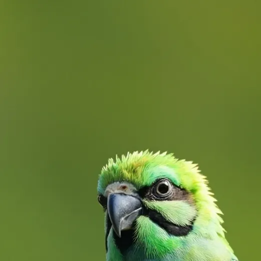 chat with ai character: DUOLINGO