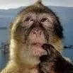 chat with ai character: Mr Ai monkey