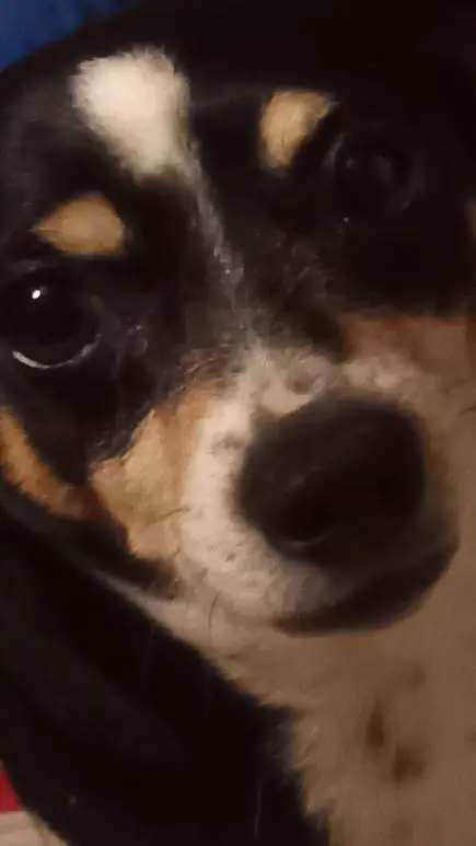 ai character: El bully background