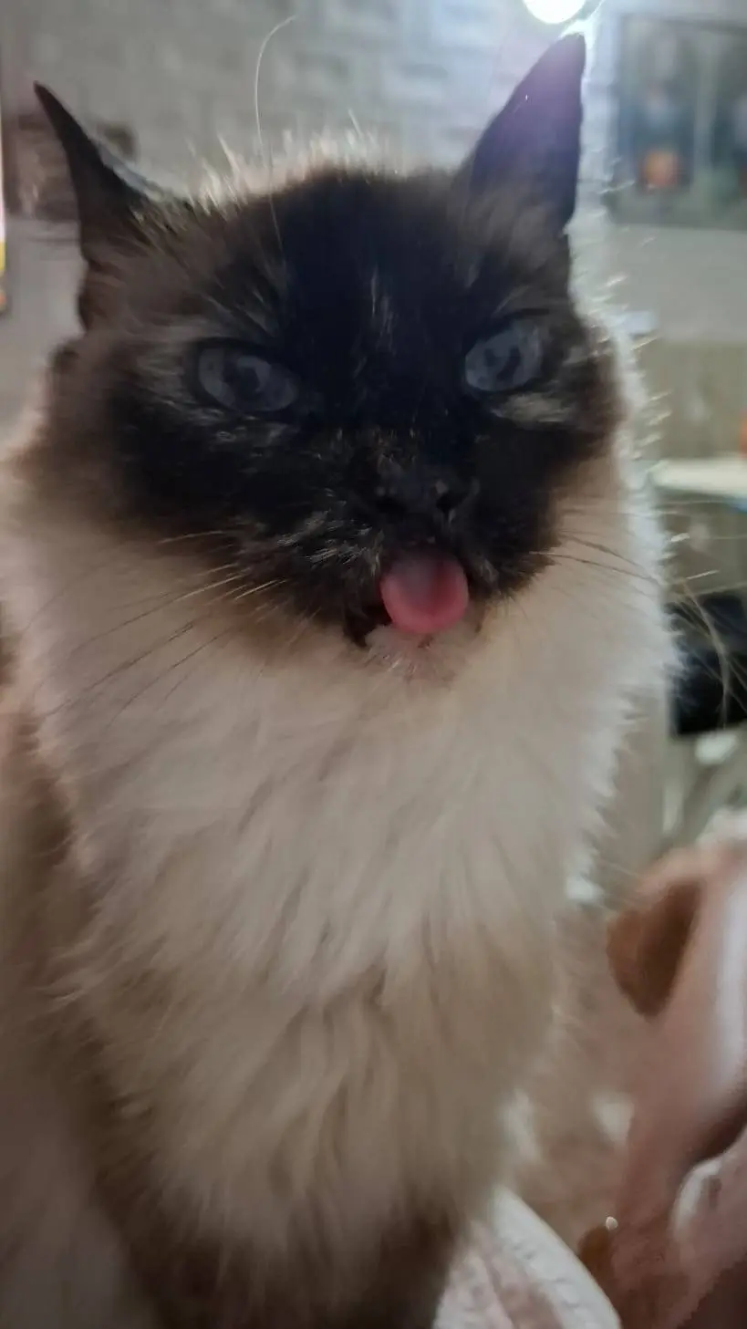 ai character: gato inservible background