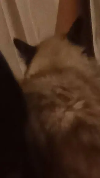 ai character: las Amix de tu her background