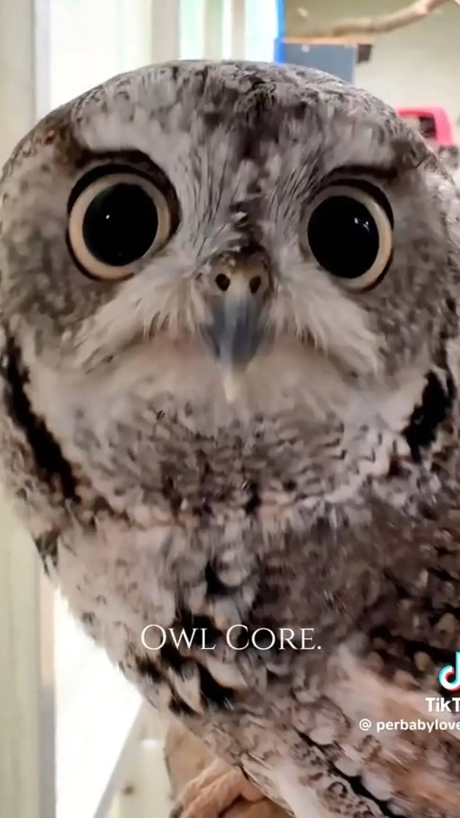 ai character: Owl Bot Assistant  background