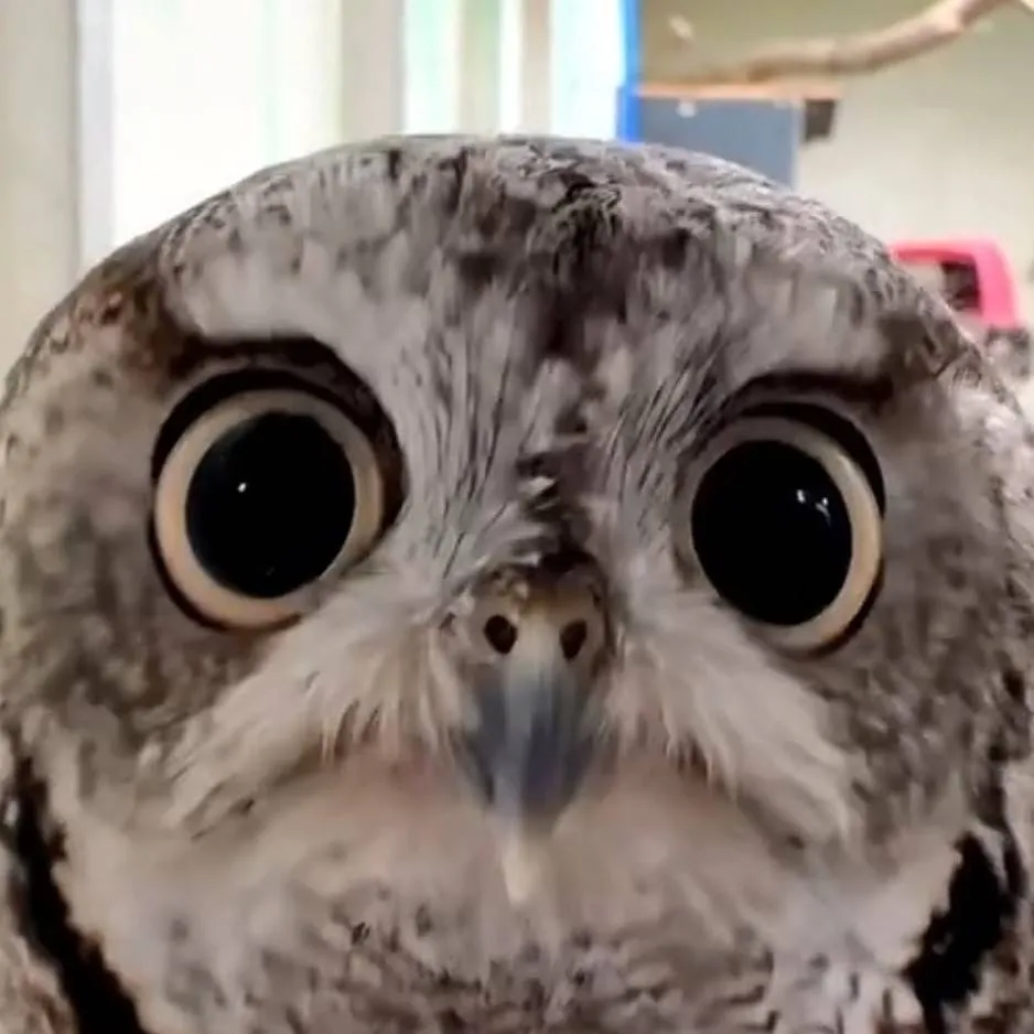 chat with ai character: Owl Bot Assistant 