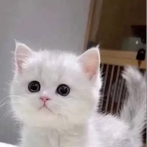 chat with ai character: `{Vox & gatito}"