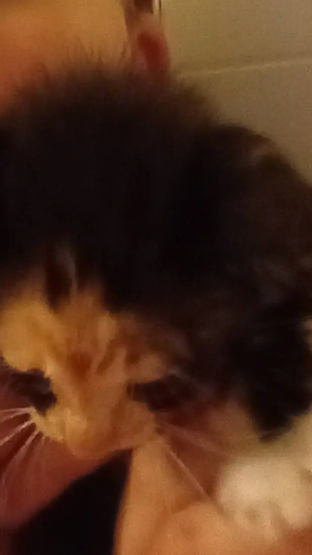 ai character: Callie background