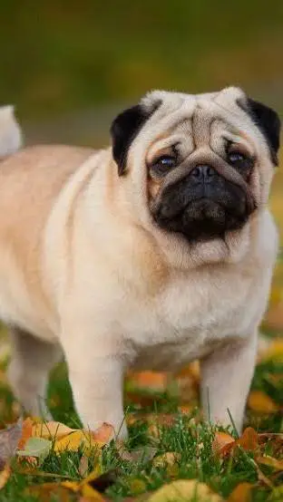 ai character: pug background