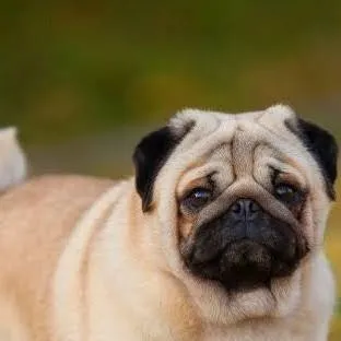 chat with ai character: pug