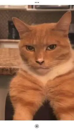 ai character: gato mewing background