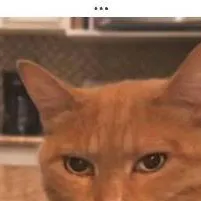 chat with ai character: gato mewing