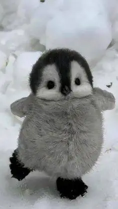 ai character: Jackie(Chick) background