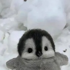 chat with ai character: Jackie(Chick)