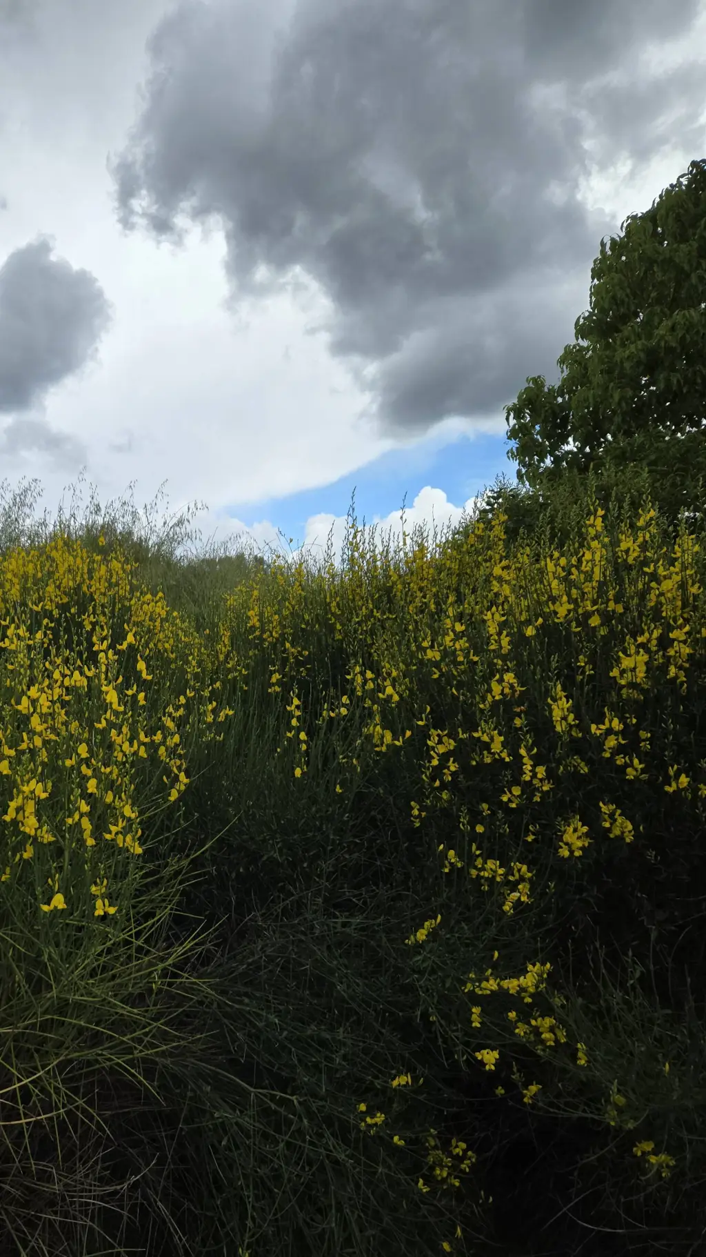 ai character: jamunji glitch background