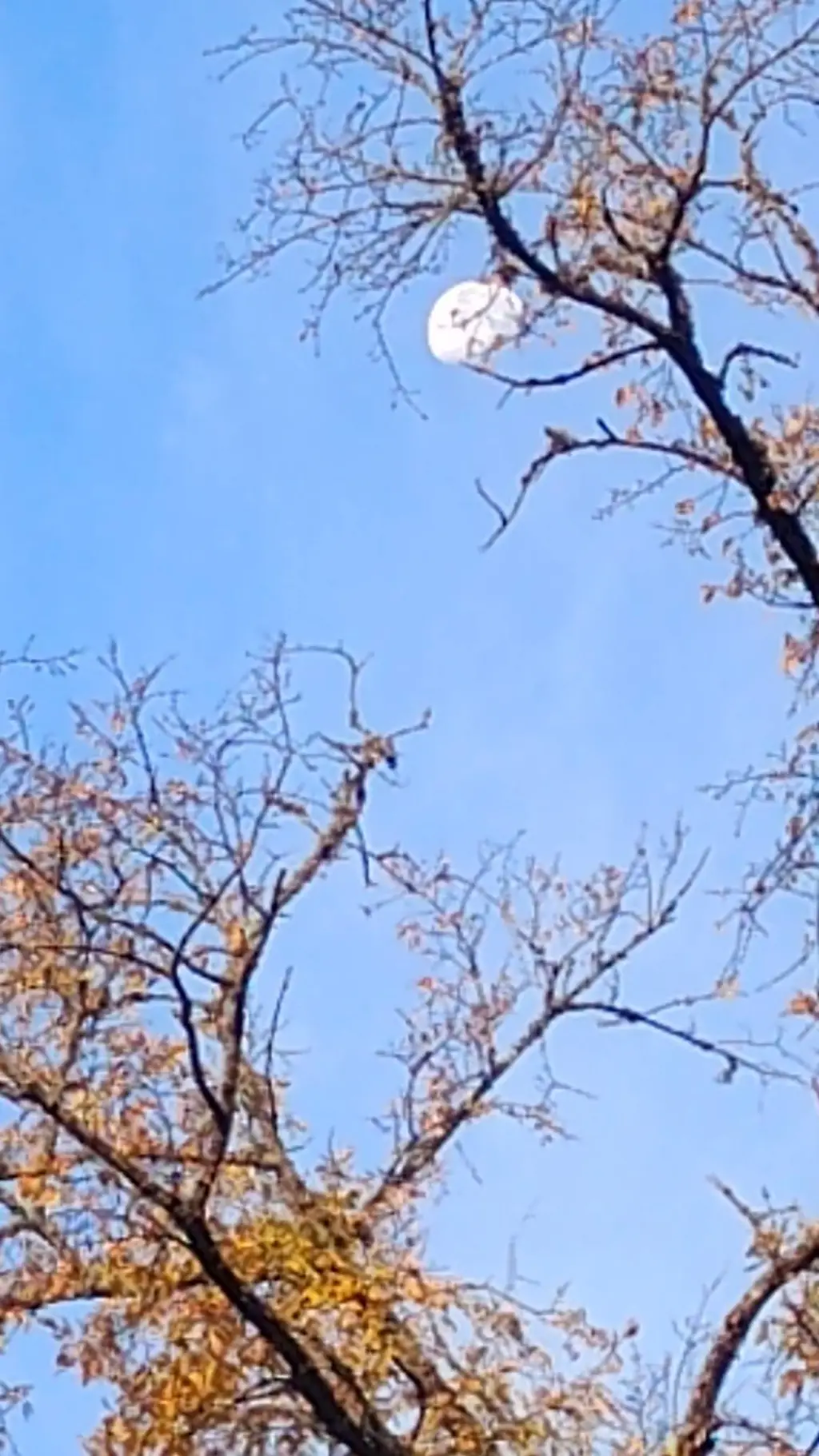 ai character: MHA snow background