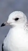 ai character: birdy bob background