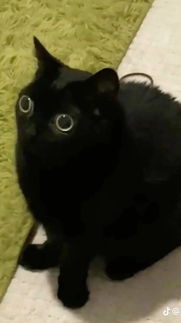 ai character: jinx the cat background