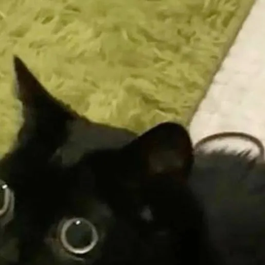 chat with ai character: jinx the cat