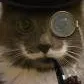 chat with ai character: 𝓕𝓪𝓷𝓬𝔂 cat
