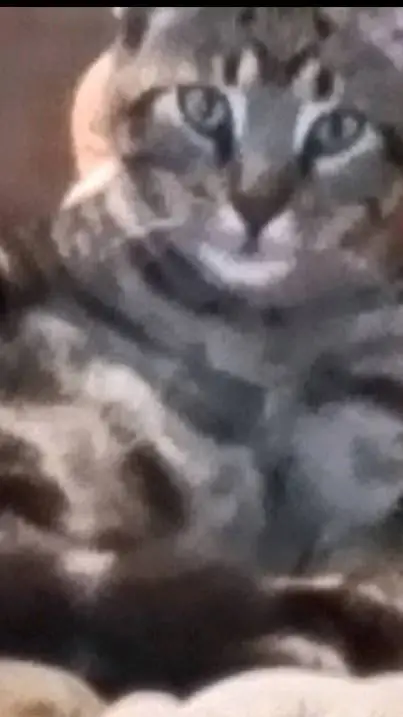 ai character: dangerous cat background