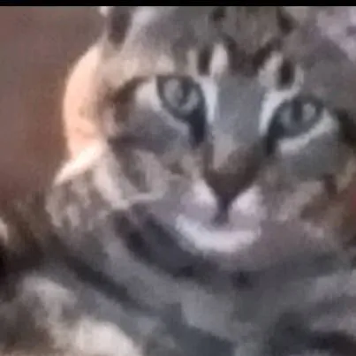 chat with ai character: dangerous cat