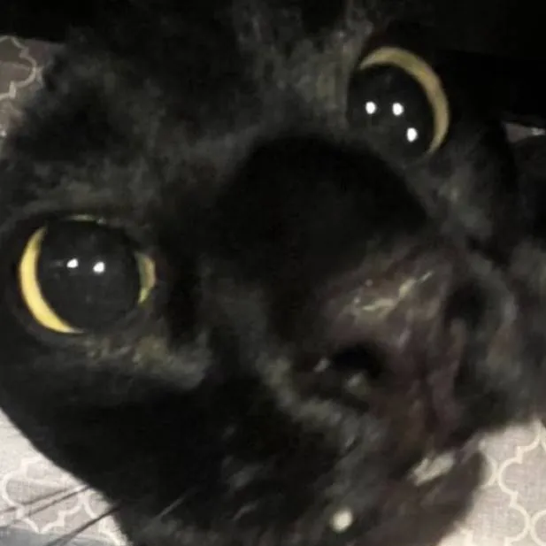 chat with ai character: lilkitty