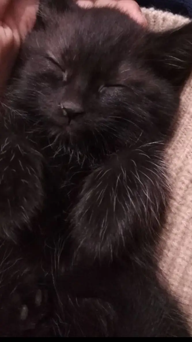 ai character: sleeping cat background