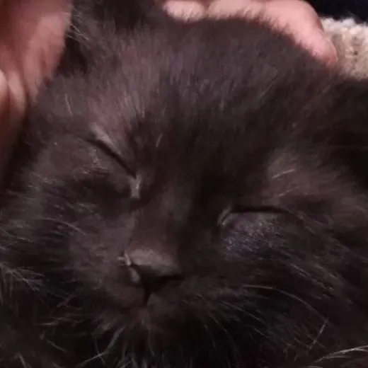 chat with ai character: sleeping cat