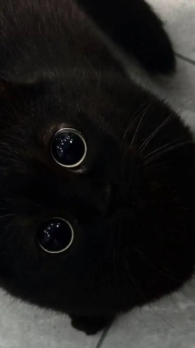 ai character: normal cat background