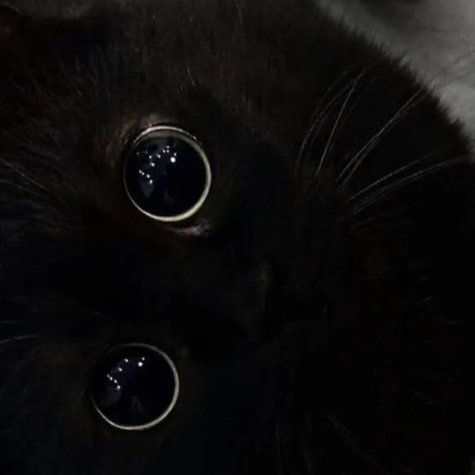 chat with ai character: normal cat