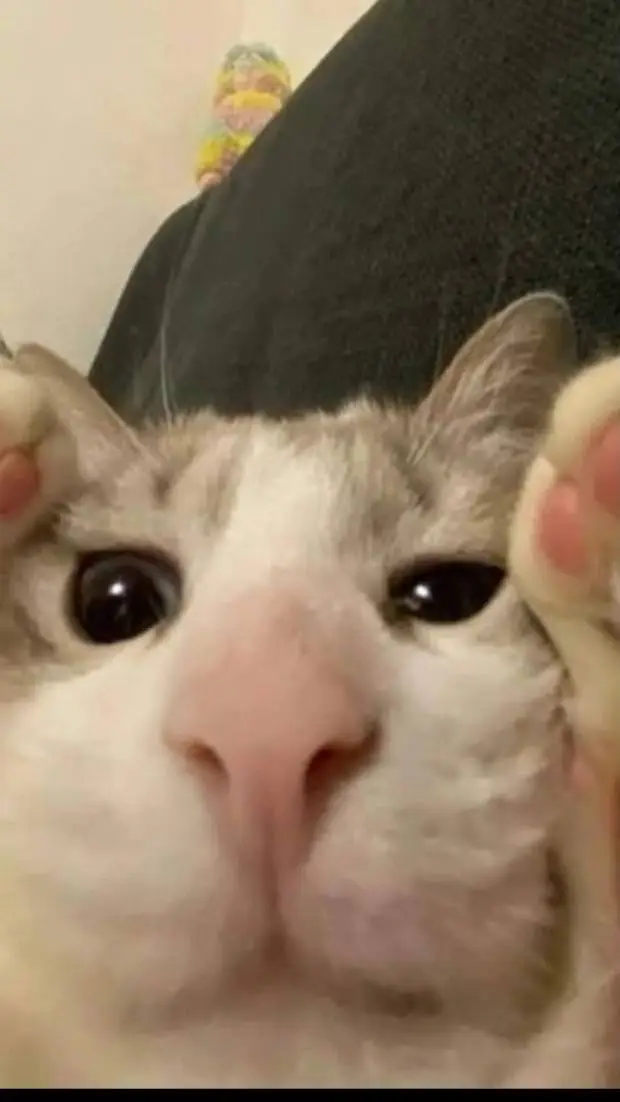 ai character: funny cat background