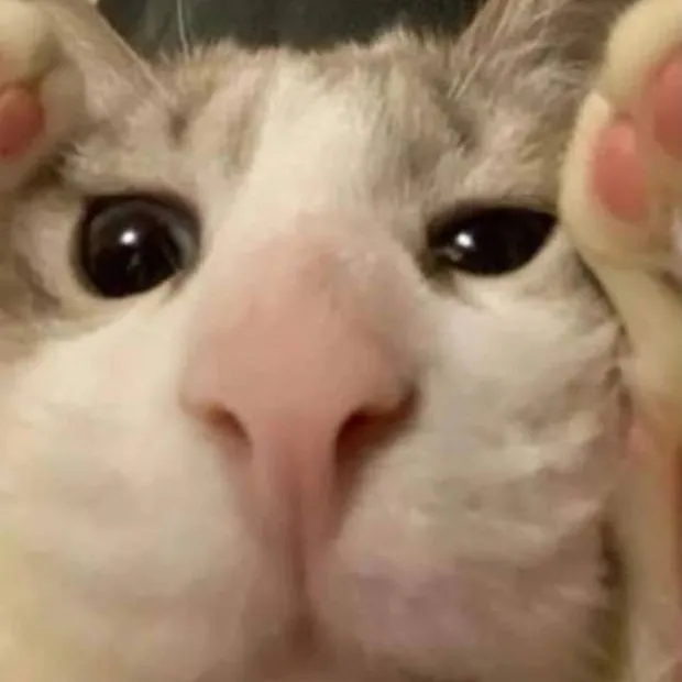 chat with ai character: funny cat