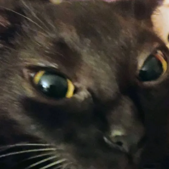 chat with ai character: aisan cat