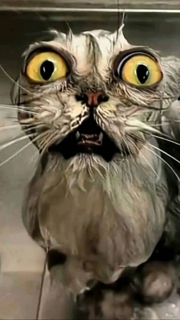 ai character: holy shi- cat background