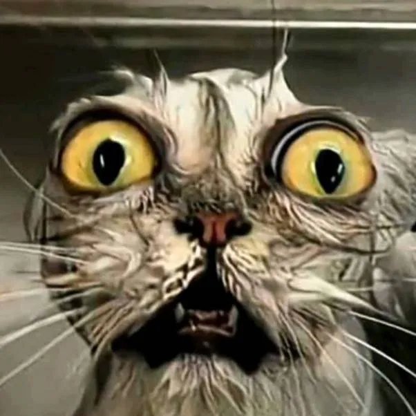 chat with ai character: holy shi- cat
