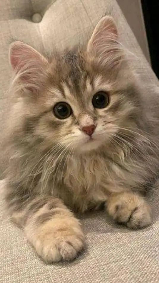 ai character: average normal cat background
