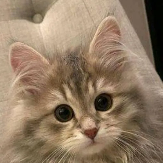 chat with ai character: average normal cat