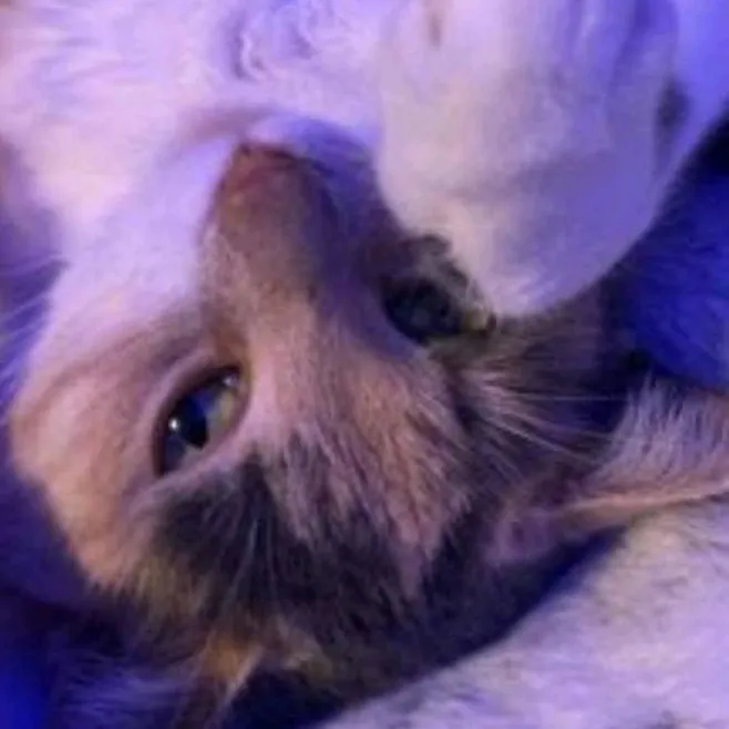 chat with ai character: Felis Catus